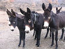 a group of dark-coloured donkeys with pale noses