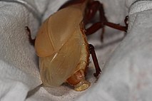 Lesser stag beetle female everting the mycangium soon after eclosion Dorcus parallelipipedus female mycangium.jpg