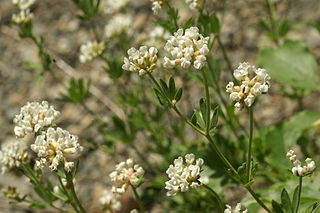 <i>Lotus herbaceus</i> Species of legume