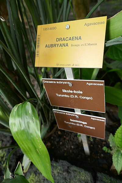 File:Dracaena aubryana-Jardin botanique Meise (1).jpg