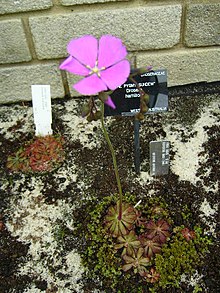 Drosera hamiltonii.jpg