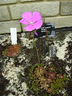 <i>Drosera hamiltonii</i> species of plant