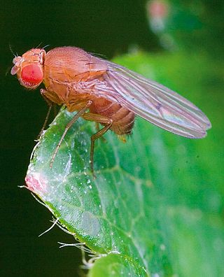 <i>Drosophila simulans</i> Species of fly