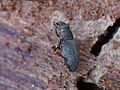 Dryophthorus corticalis (Paykull, 1792)