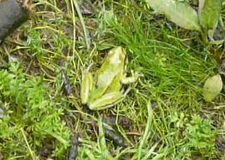 <span class="mw-page-title-main">Ridged tree frog</span> Species of amphibian