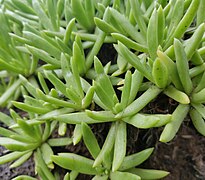 Dudleya anomala 3.jpg