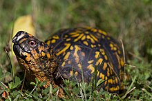 Tortue-boîte de l'Est (9597229507) .jpg