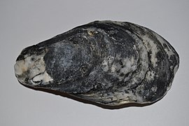 Crassostrea virginica