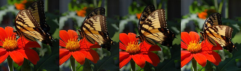 File:Eastern Tiger Swallowtail Papilio glaucus Feeding 6800px.jpg