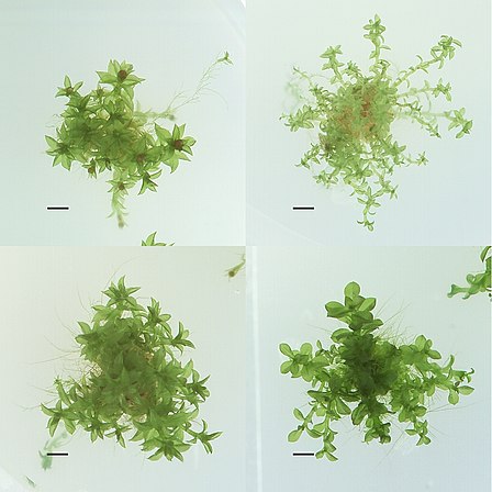 Four different ecotypes of Physcomitrella patens, stored at the International Moss Stock Center
