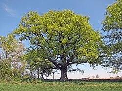 Oak near Dittlofsroda.jpg