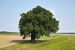 درخت بلوط قرمز اروپایی (یکی از پر عمرترین درختان)