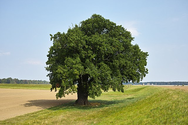 Árbol - Wikipedia, la enciclopedia libre