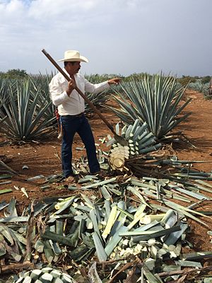 Tequila: Výroba, Druhy tequily, Odkazy