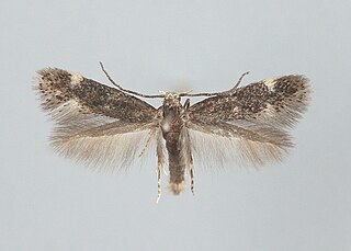 <i>Elachista humilis</i> Species of moth