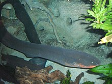 The electric eel, Electrophorus electricus Electric-eel2.jpg