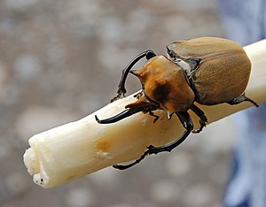 Elephant Beetle