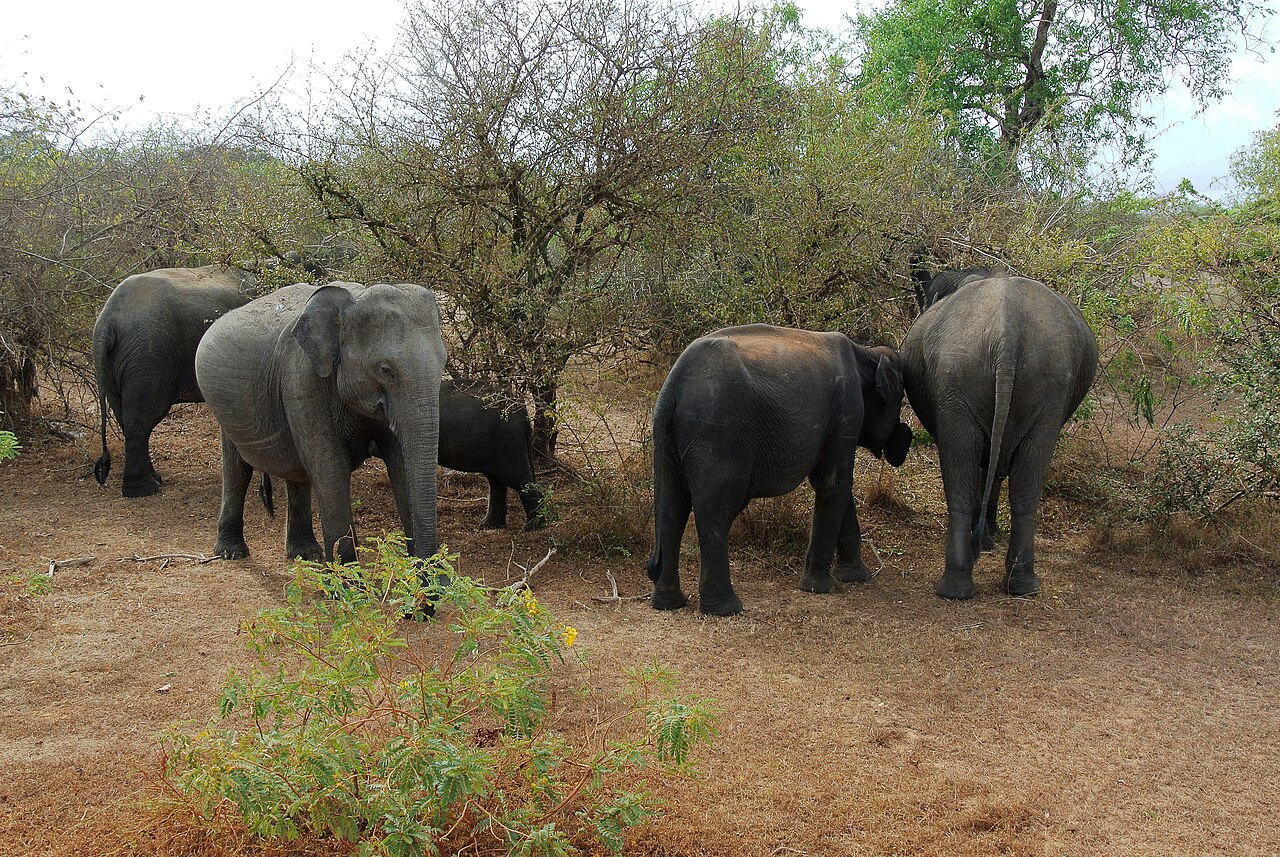 Herd Of Sri Lankan Elephant Species