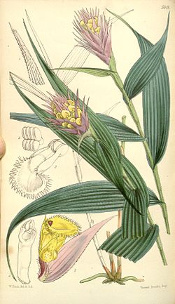 Elleanthus caravata (as Evelyna caravata) - Curtis' 85 (Ser. 
 3 no. 
 15) pl. 
 5141 (1859). 
 jpg