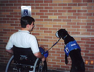 Service animal animal to assist people with disabilities