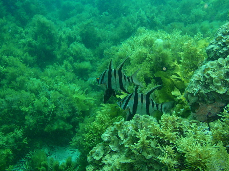 File:Enoplosus armatus P1222794.JPG