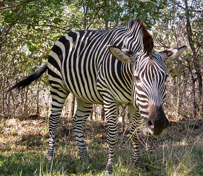 File:Equus quagga -Zambia-8.jpg