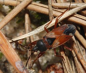 Eremocoris abietis