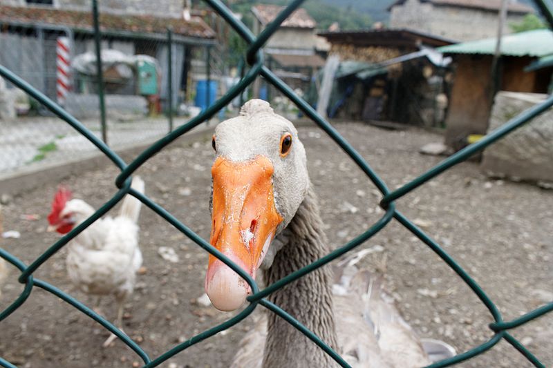 File:Esino Lario - Wikimania 2016 - Geese 01.jpg