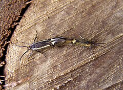 Copula.jpg ішіндегі Esperia sulphurella