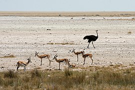 Gacelas e unha avestruz en Etosha