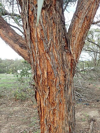bark Eucalyptus youmanii bark.jpg