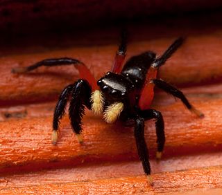 <i>Euophrys monadnock</i> Species of spider