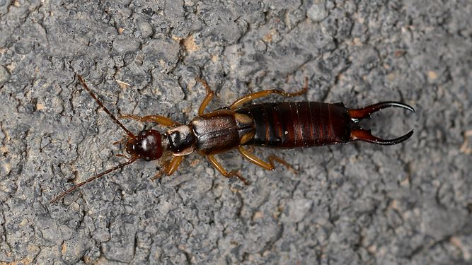 European Earwig (Forficula auricularia), Male