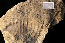 Eurypterus beecheri (YPM IP 024347) 1.jpg