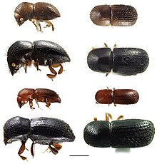 There is a side view and a bird's eye view of four Euwallacea species of beetles. They vary in size and color. Each has small, sparse hairs on its back and the front of its head.