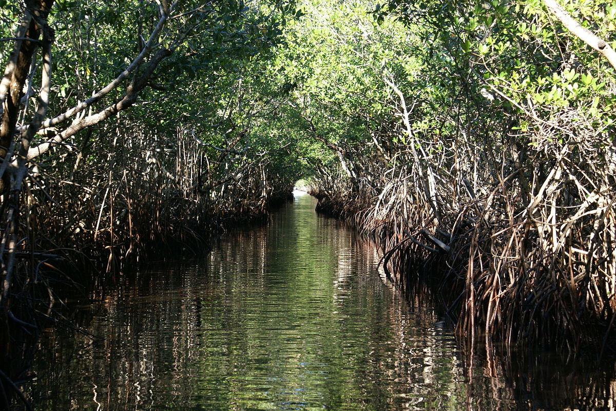 File:Everglades (4175871583).jpg - Wikimedia Commons