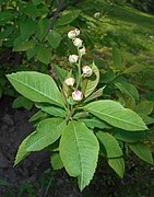 E. racemosa subsp. serratifolia.