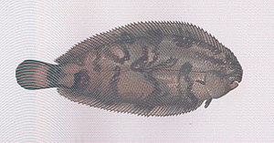 FMIB 46286 Variegated Sole.jpeg