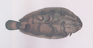 Thickback sole Species of fish