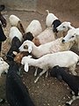 Feeding of animals in Northern Ghana