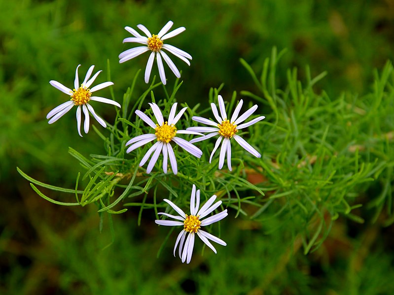 File:Felicia filifolia.jpg