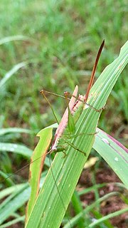 オナガササキリのサムネイル