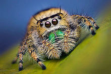 Female Jumping Spider - Phidippus workmani - Florida.jpg