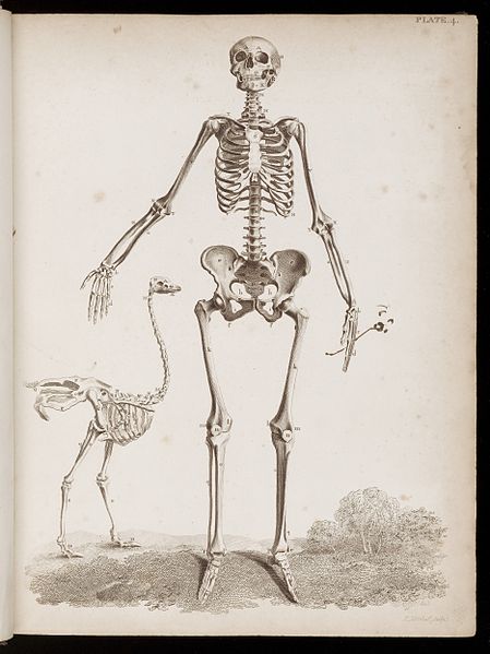 File:Female skeleton with ostrich Wellcome L0048591.jpg