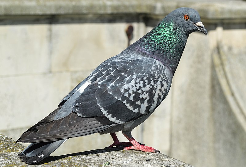 File:Feral pigeon (Columba livia domestica), 2017-05-27.jpg