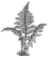 Fern2 (PSF).png