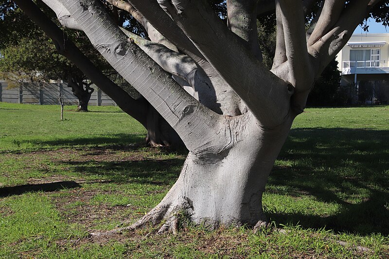 File:Ficus natalensis natalensis 45670025.jpg