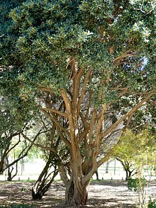 Ficus rubiginosa, stam en lower, Pretoria.jpg