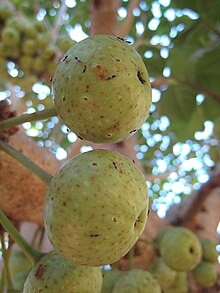 The fruits of Ficus variegata, a species of fig consumed by the giant golden-crowned flying fox Ficus variegata pollinated figs and parasitic wasps.JPG