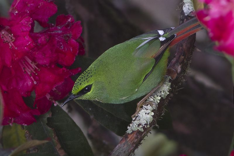 File:Fire-tailed Myzornis On Rhododendron Flowering Pangolakha Wildlife Sanctuary East Sikkim India 18.04.2016.jpg